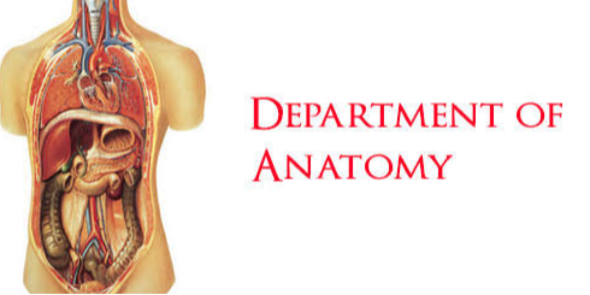 Department of Anatomy Building Strong Foundation for Future Medical Professionals